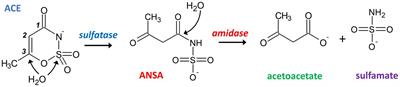 Recently evolved combination of unique sulfatase and amidase genes enables bacterial degradation of the wastewater micropollutant acesulfame worldwide